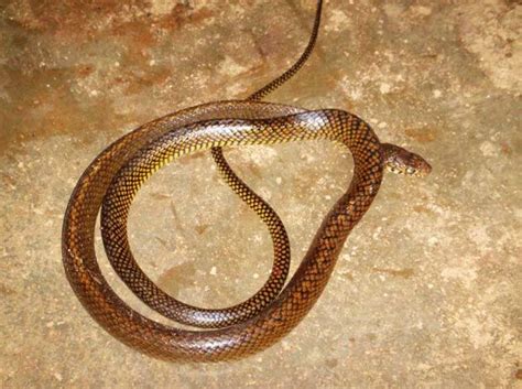 Indian rat snake | Snake, Animals beautiful, Rat snake