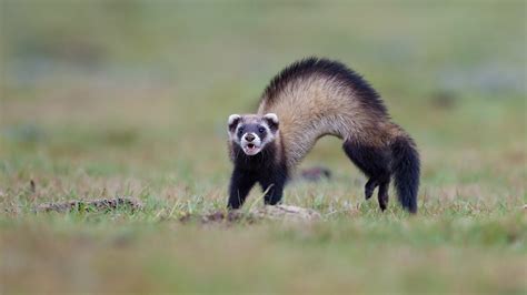 Steppe polecat: Small but fierce hunter on the grasslands - CGTN