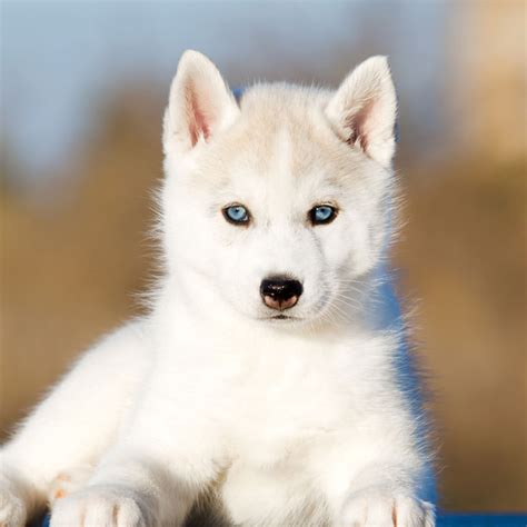 #1 | Siberian Husky Puppies For Sale In Detroit MI | Uptown