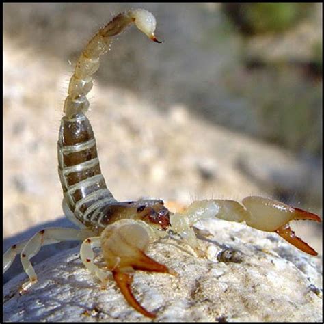 What is an Arthropod - Characteristics and examples of arthropods