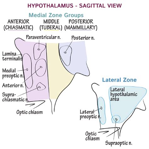 Lamina Terminalis Hypothalamus