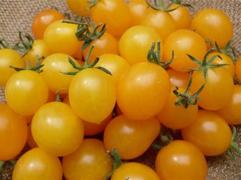 Tomato, Estonian Yellow Cherry (Organic) - Adaptive Seeds