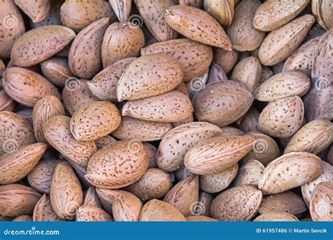 The Pile of Kernels of Paddy Bitter Almonds Stock Photo - Image of paddy, object: 61957486