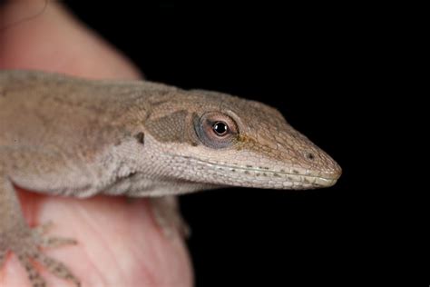 JaredDavidsonPhotography: Green Anole Lizard