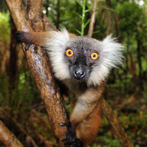 This cute lemur from Madagascar : r/aww