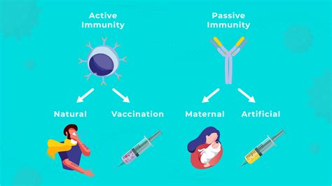 Active vs Passive Immunity: Differences and Definition (2023)