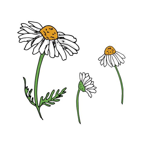 Premium Vector | A drawing of daisies with the word daisy on the bottom.