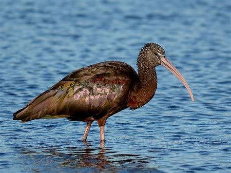 Glossy Ibis - eBird