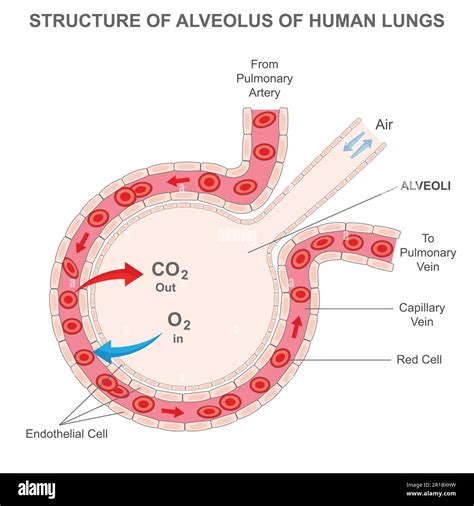 Structure of alveolus of human lungs. Labelled diagram of the alveolus ...