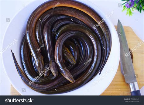 718 Eel skin Images, Stock Photos & Vectors | Shutterstock