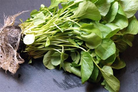 Real Food Encyclopedia - Watercress - FoodPrint