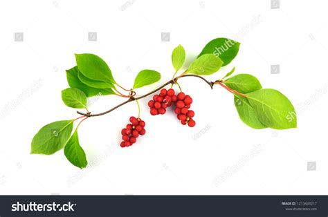 Schisandra Chinensis Medicinal Herb Plant Leaves Stock Photo 1213443217 ...