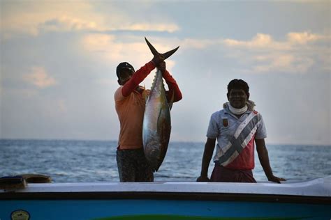 How to Catch Tuna - Fanatics For Fishing