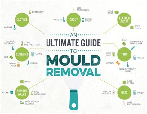 INFOGRAPHIC: The ultimate guide to mold removal