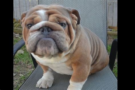 Buckeye Bulldogs - Puppies For Sale