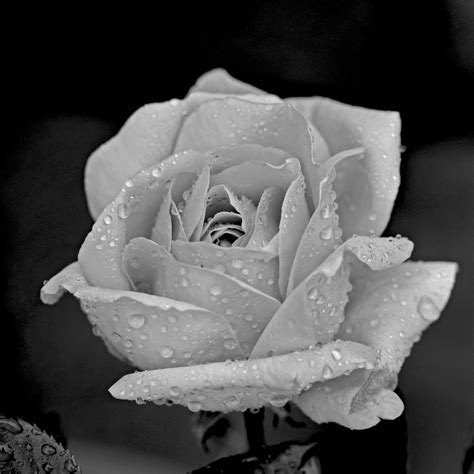 Free Images : black and white, flower, petal, darkness, flora, close up, style, macro ...