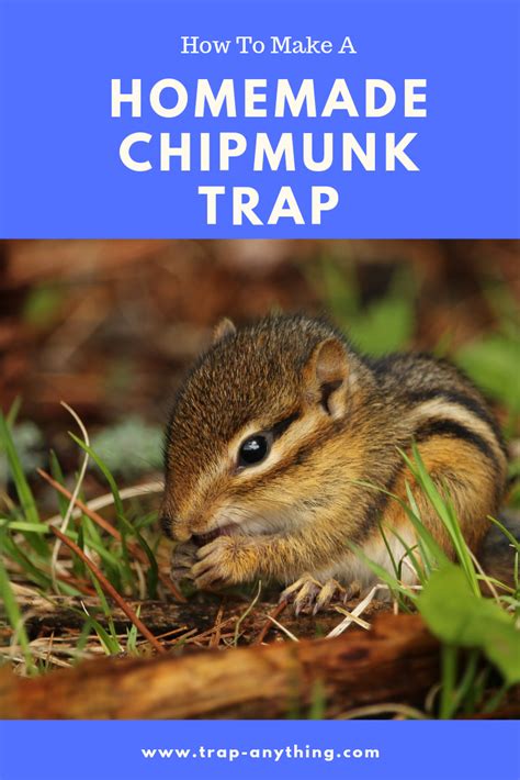 The Best Homemade Chipmunk Trap | Chipmunk trap, Get rid of chipmunks, Chipmunks