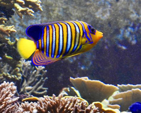 Regal Angelfish | SIMILAR BUT DIFFERENT IN THE ANIMAL KINGDOM