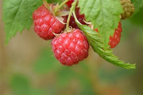 Free Images : fruit, berry, flower, food, produce, blackberry, shrub, strawberries, flowering ...