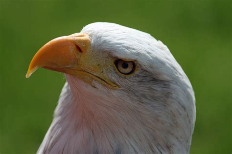 Bald Eagle Beak Head - Free photo on Pixabay