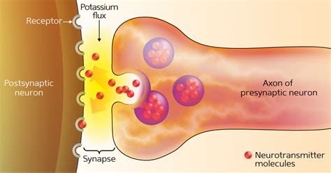 [Figure 1: Synaptic signaling occurs when...