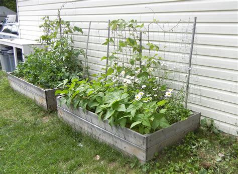 Gardening with Jess: Beans and peas