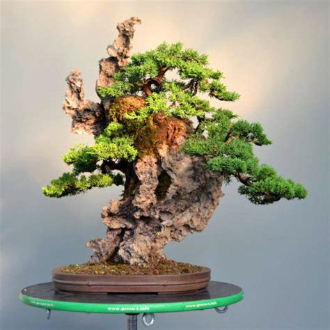 Something for Bonsai Rock Planting Lovers & Fans | Bonsai Bark