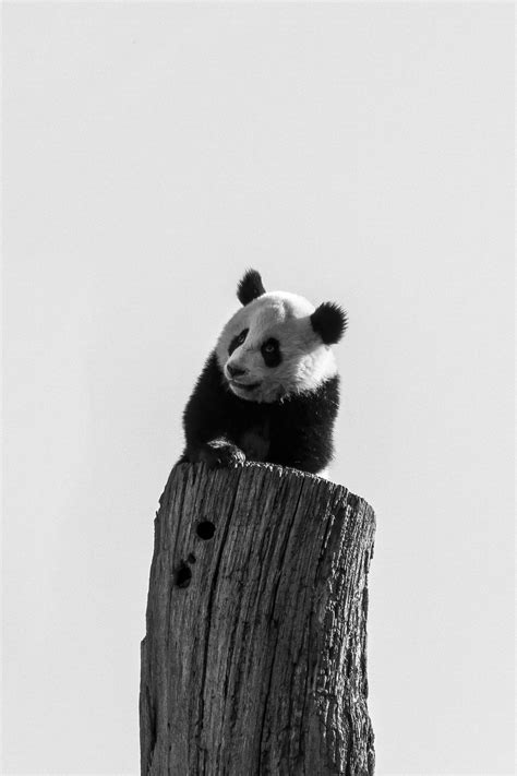 Panda Bear Mammal - Free photo on Pixabay - Pixabay