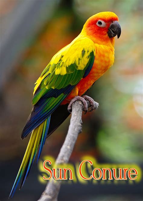 Quiet Corner:Lovely Sun Conure Parrot - Quiet Corner