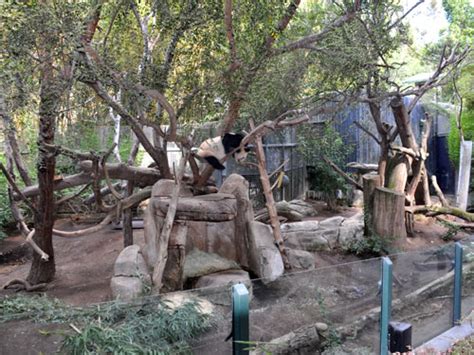 Giant panda exhibit in San Diego Zoo