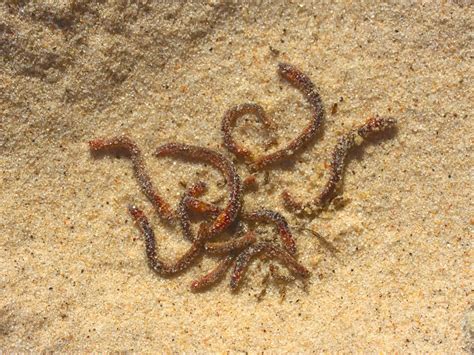 Worms On Sand | The worms were everywhere on the beach, fina… | Flickr