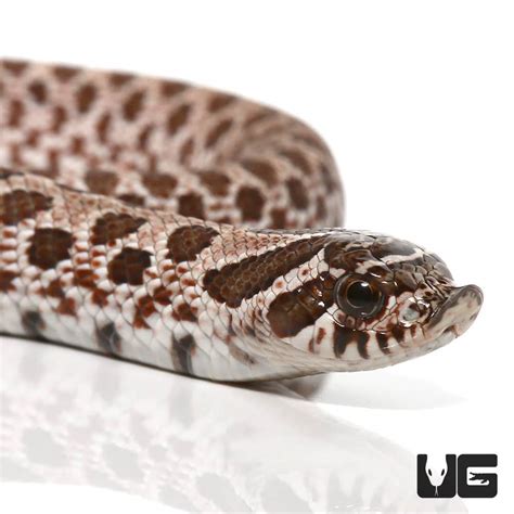 Baby Axanthic Western Hognose Snakes Het Albino (Heterodon nasicus) For ...