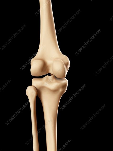 Human knee bones, illustration - Stock Image - F011/6928 - Science Photo Library