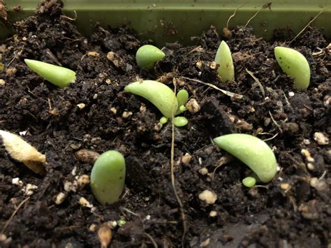 Burro's tail propagation at 4 months : r/succulents