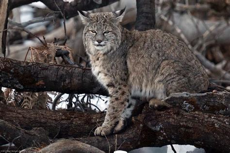 New Hampshire Mammals | Wildlife Journal Junior