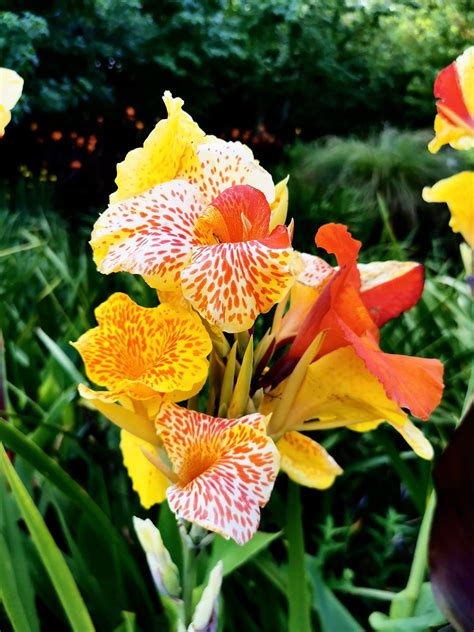 Canna Lily Flower: Types, How to Plant, Grow and Care | Florgeous