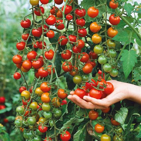 Tomato Seeds - Supersweet 100 | Vegetable Seeds in Packets & Bulk | Bulk Seed Store