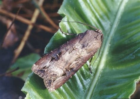 Black Cutworm: Identification, Life Cycle, Facts & Pictures