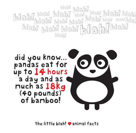 Panda facts from the little blah! | Fun facts about animals, Panda ...