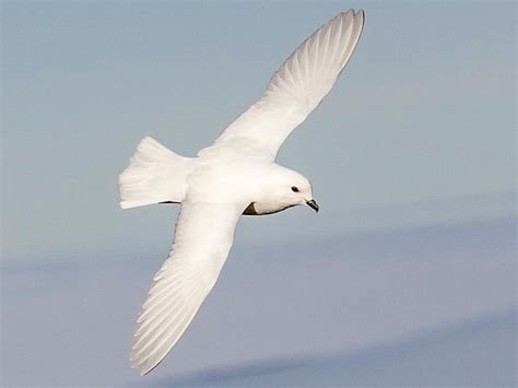 Snow Petrel - eBird | Breeds, Bird species, Species