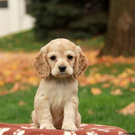 Cocker Spaniel Puppies For Sale | Greenfield Puppies