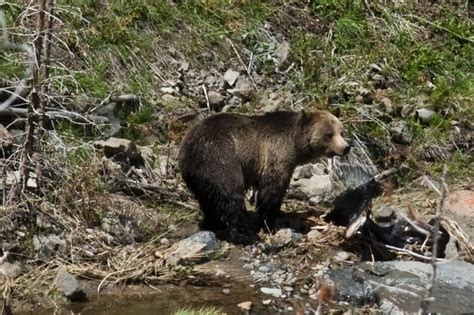 Backcountry Guide Dead After Yellowstone Grizzly Attack