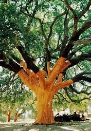 What Is Cork Tree In India - Notes Read