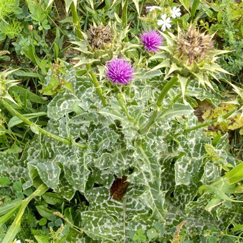 MILK THISTLE Seeds Powder 2lb 907g ORGANIC Dried Bulk Tea | Etsy