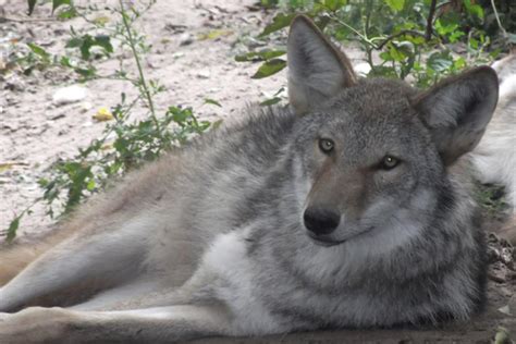 Son Peligrosos Los Híbridos De Lobo