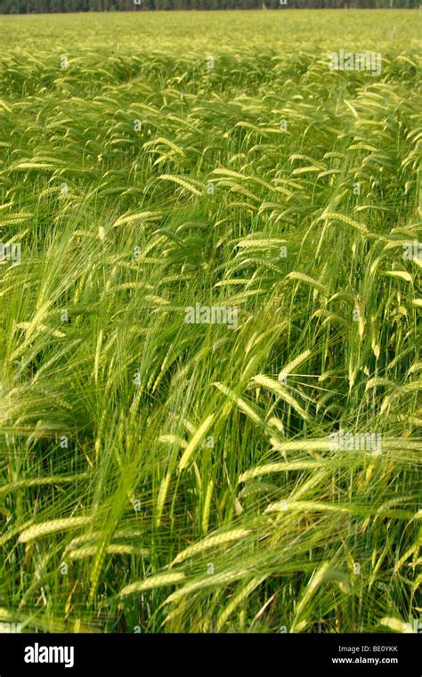 field of barley Stock Photo - Alamy