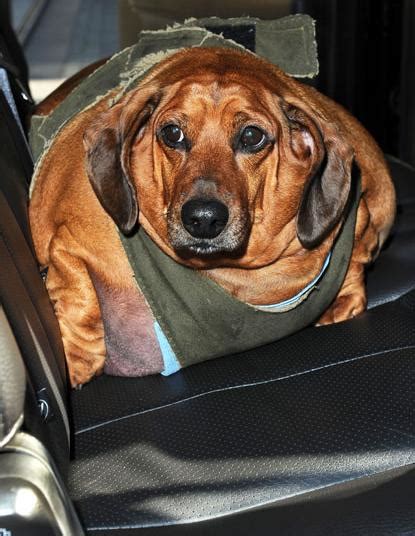 Obie The Obese Dachshund