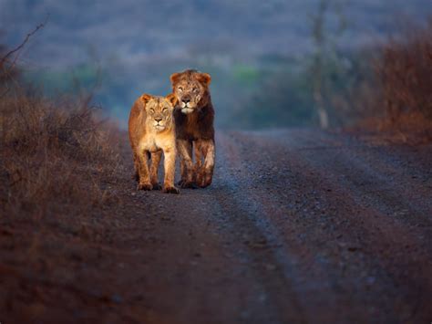 A lion safari park to soon come up at Gujarat-Diu border | Times of ...