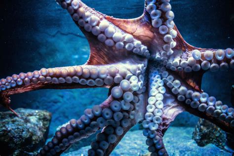 Free Stock Photo of Octopus suckers | Download Free Images and Free ...