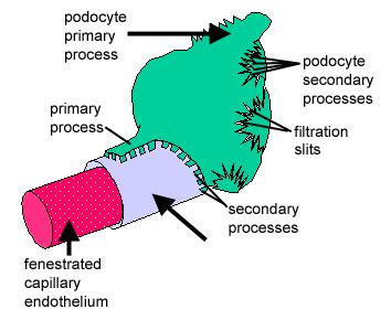 podocyte - Google Search | Primary, Memes, Secondary